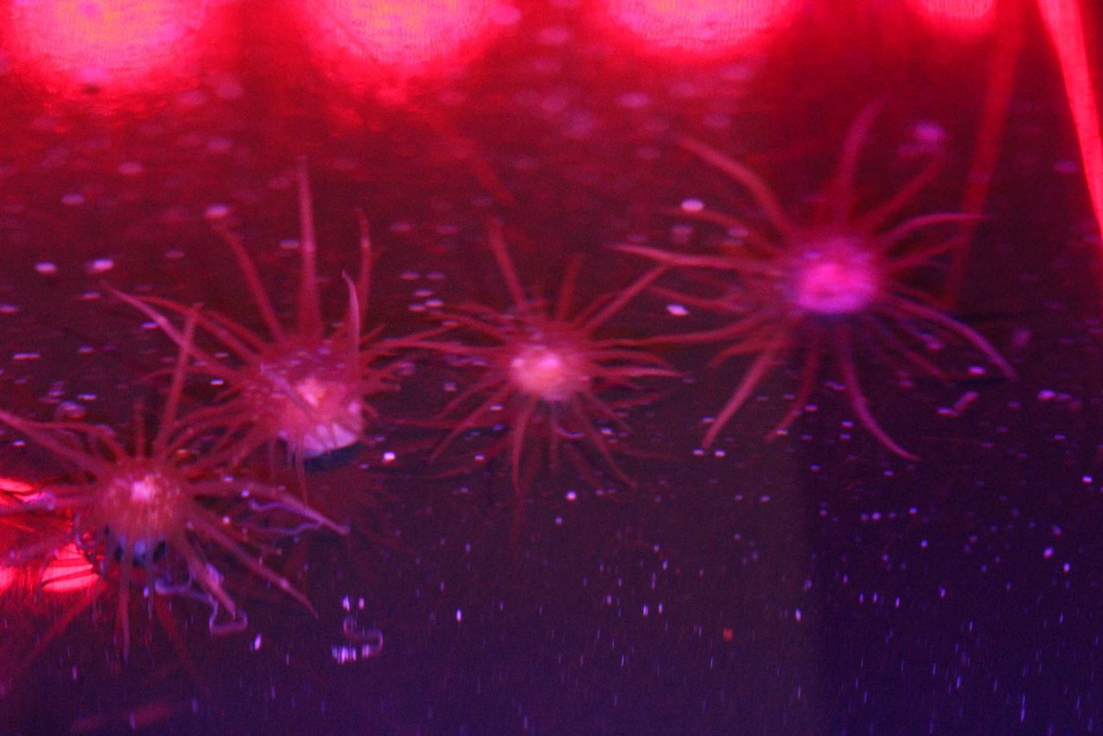 A close-up of several small sea anemones in a shallow dish, their tentacles extended, photographed under red light.