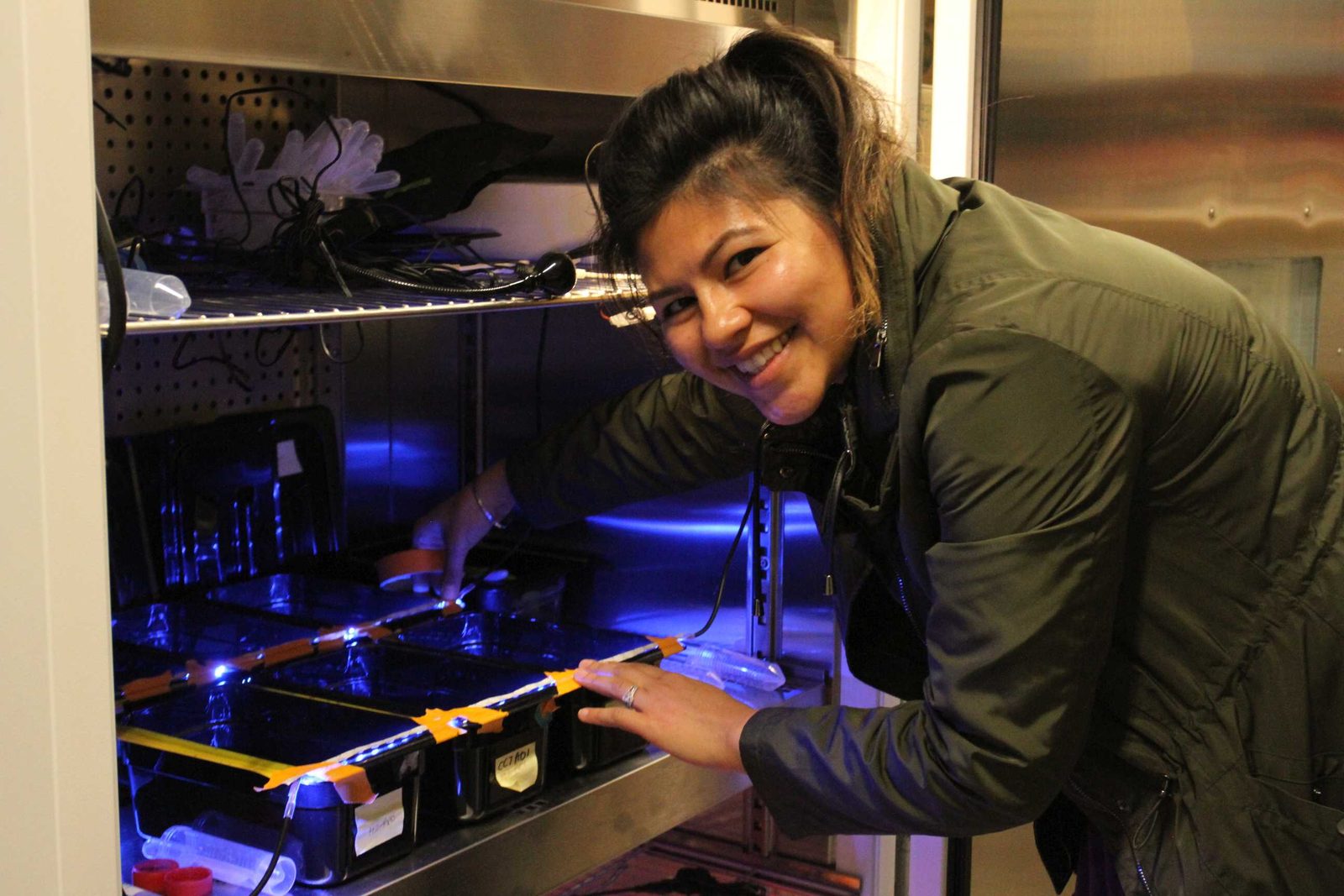 A researcher in a laboratory leaning over a bench of small clear dishes, examining sea anemones under coloured light.